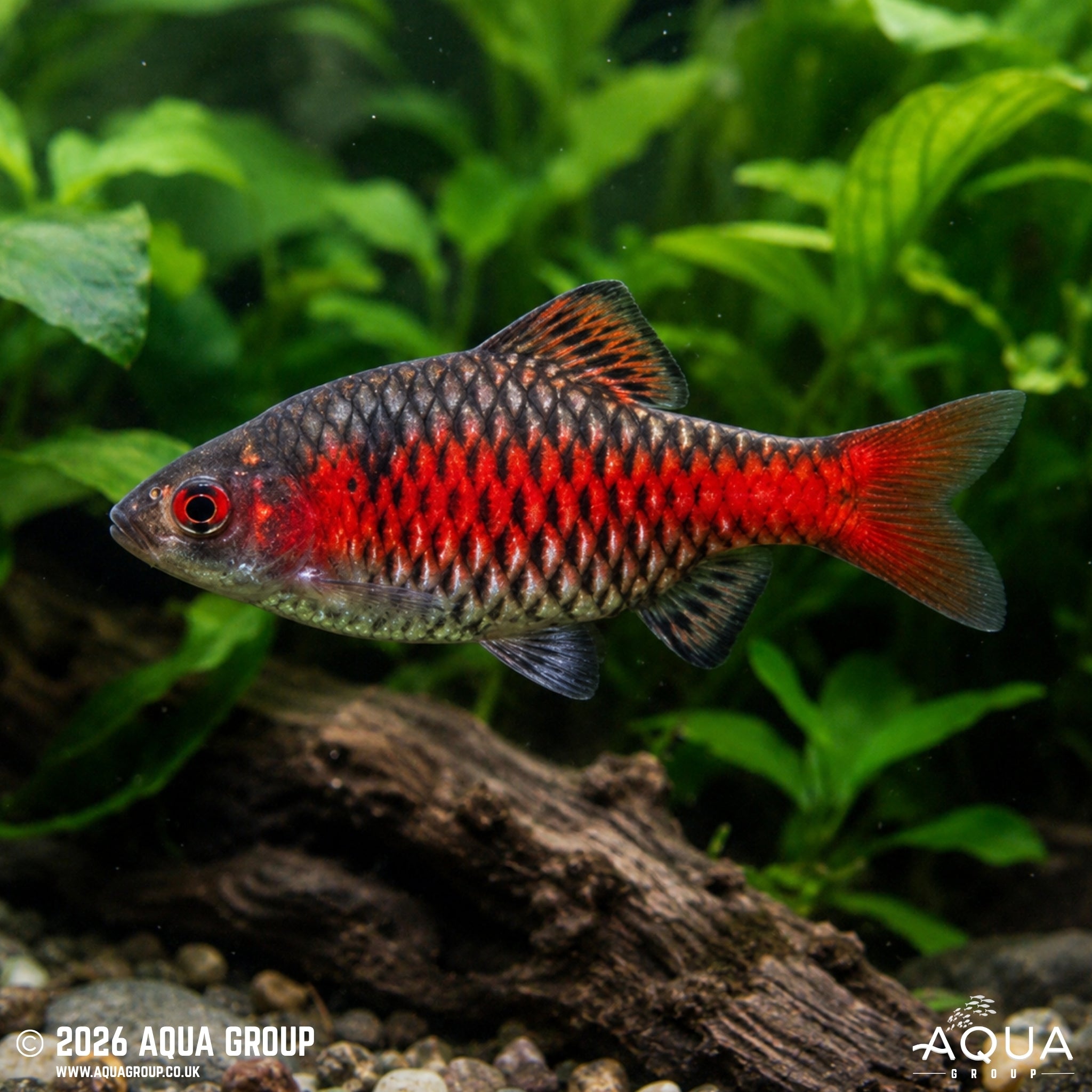 Odessa Barb (Pethia padamya)