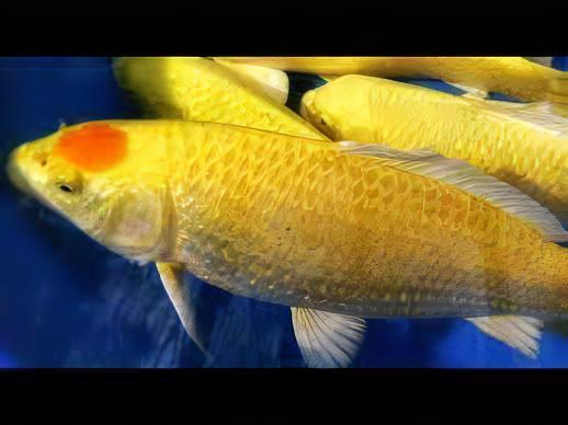 Ogon Japanese Koi Carp Cyprinus Carpio - Real Aquatics