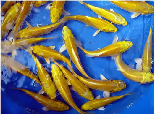 Ogon Japanese Koi Carp Cyprinus Carpio - Real Aquatics