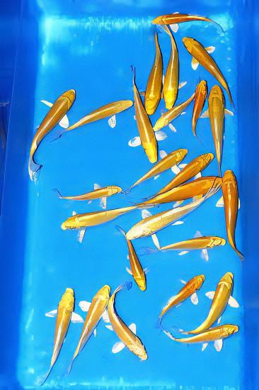 Ogon Japanese Koi Carp Cyprinus Carpio - Real Aquatics