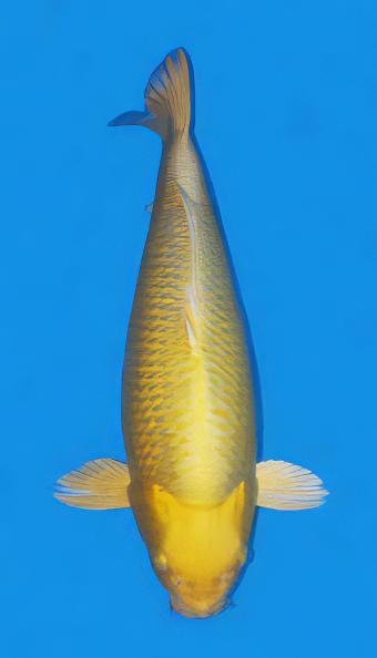 Ogon Japanese Koi Carp Cyprinus Carpio - Real Aquatics