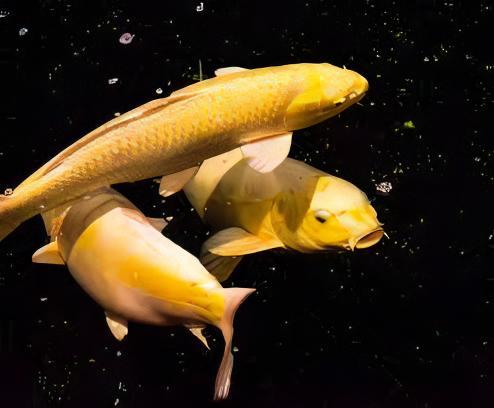 Ogon Japanese Koi Carp Cyprinus Carpio - Real Aquatics