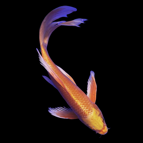 Ogon Butterfly Grade A Koi Carp Cyprinus Carpio - Real Aquatics