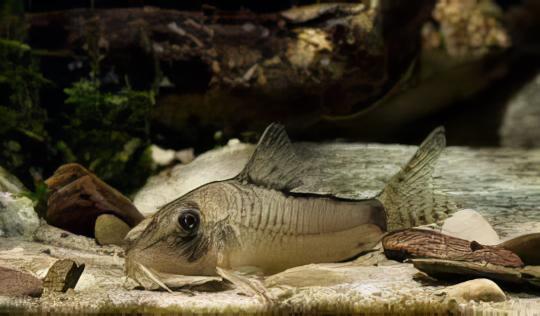 Olga Corydoras Simulatus 4cm Catfish - Real Aquatics