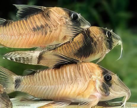Olga Corydoras Simulatus 4cm Catfish - Real Aquatics