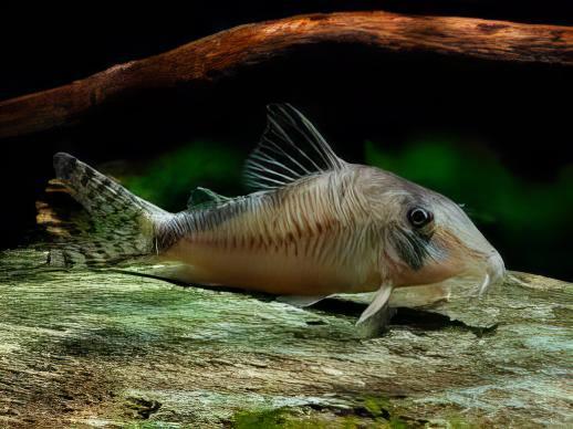Olga Corydoras Simulatus 4cm Catfish - Real Aquatics