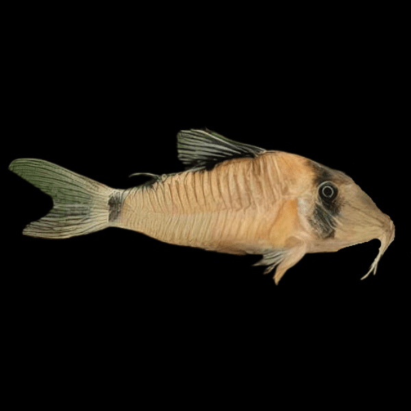 Olga Corydoras Simulatus 4cm Catfish - Real Aquatics