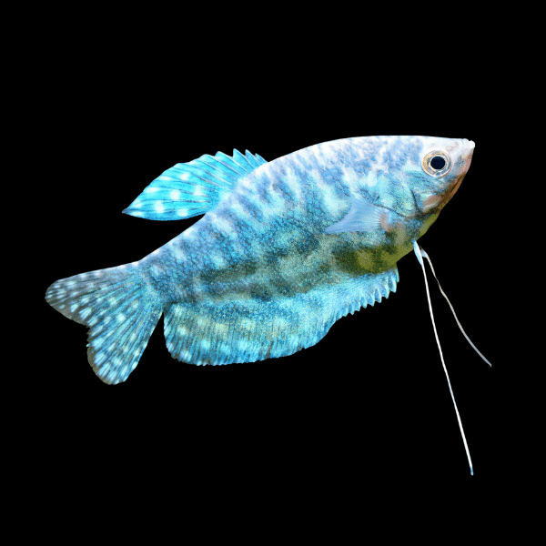 Opaline Gourami Trichopodus Trichopterus 5cm - Real Aquatics