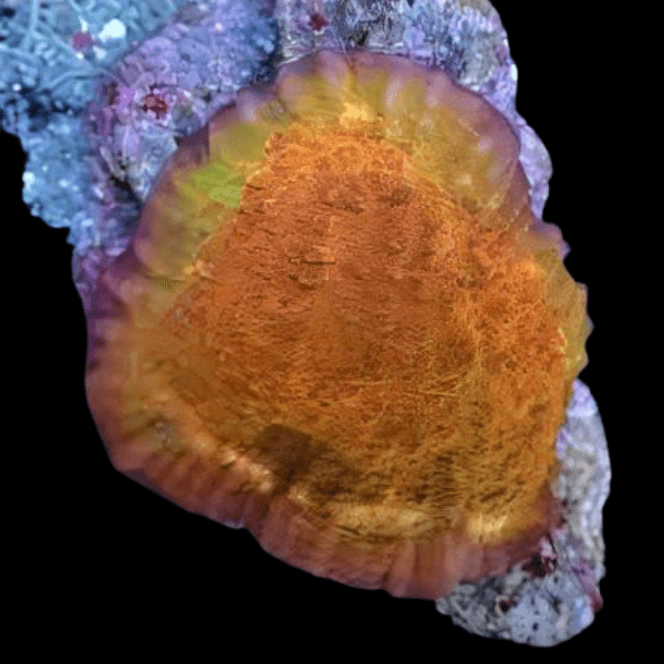 Orange Challice Hard Coral Frag Echinophylia Sp - Real Aquatics