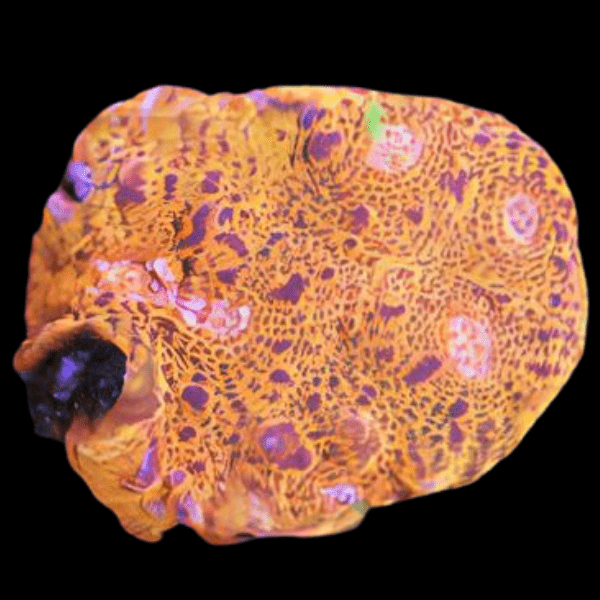 Orange Challice Hard Coral Frag Echinophylia Sp - Real Aquatics