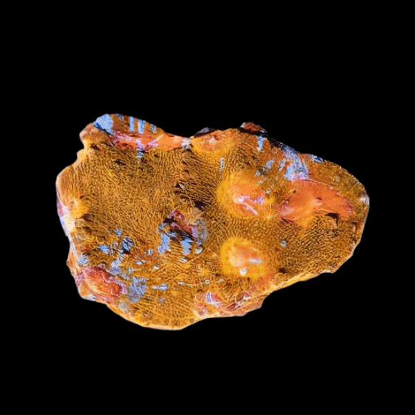 Orange Challice Hard Coral Frag Echinophylia Sp - Real Aquatics