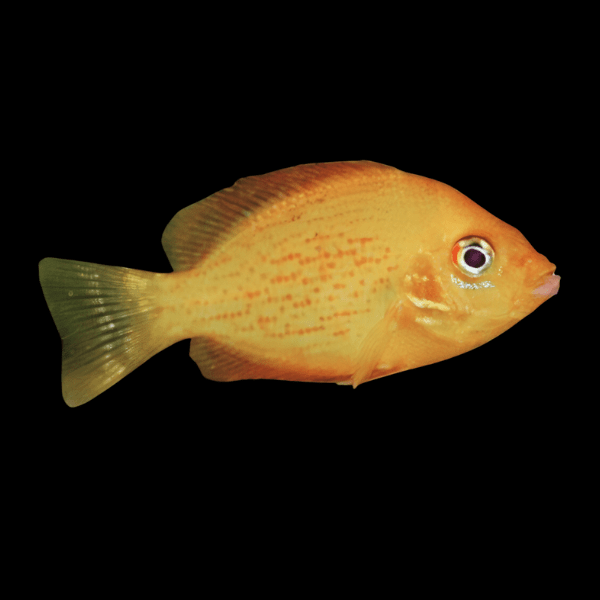 Orange Chromide Etroplus Maculatus 4cm - Real Aquatics