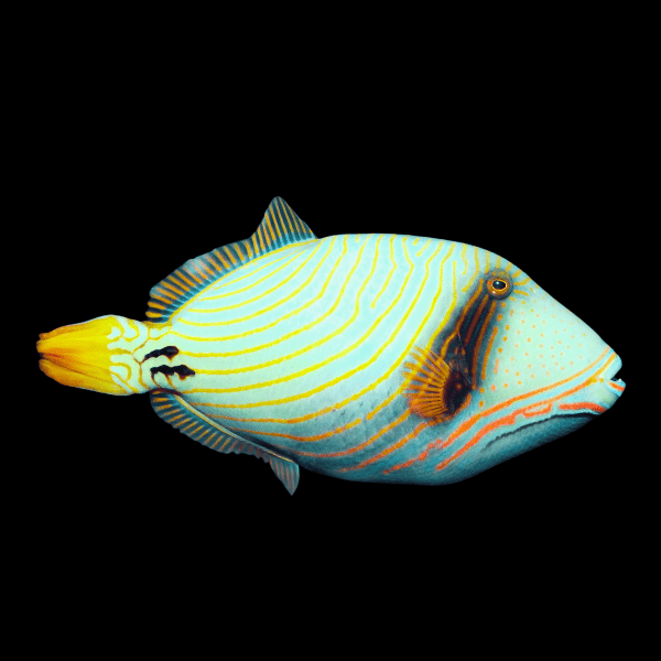 Orange Lined Trigger Fish Balistapus Undulatus - Real Aquatics