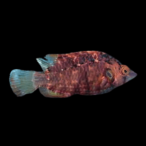 Orange Marbled Sneaker Wrasse Pteragogus Turdus - Real Aquatics