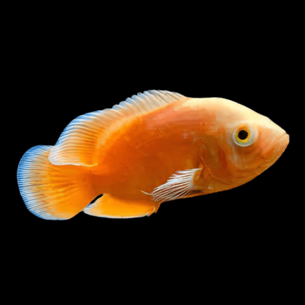 Super Red Albino Oscar Astronotus Ocellatus - Real Aquatics