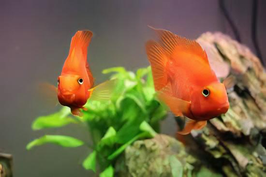 Orange Baby Parrot Fish Hybrid Amphilophus citrinellus Vieja melanurus 3cm - Real Aquatics