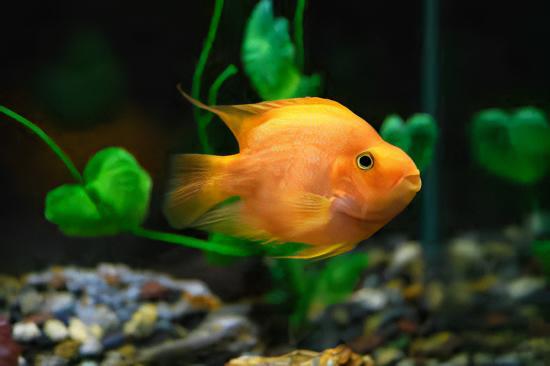 Orange Parrot Fish Hybrid Amphilophus citrinellus Vieja melanurus 5cm - Real Aquatics