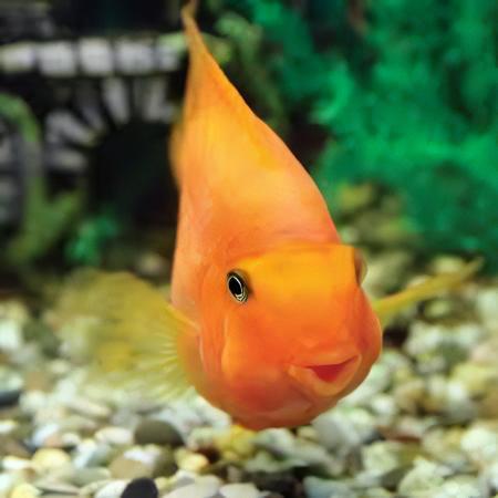 Orange Parrot Fish Hybrid Amphilophus citrinellus Vieja melanurus 5cm - Real Aquatics