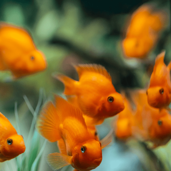 Orange Baby Parrot Fish Hybrid Amphilophus citrinellus Vieja melanurus 3cm - Real Aquatics