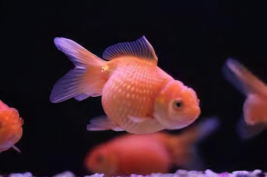Orange Pearlscale Goldfish Carassius Auratus - Real Aquatics