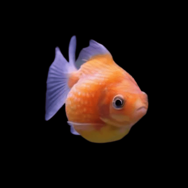 Orange Pearlscale Goldfish Carassius Auratus - Real Aquatics