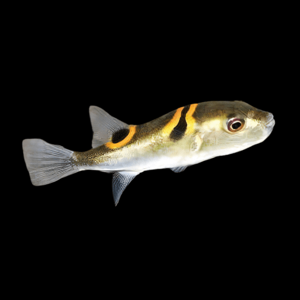 Orange Ring Saddle Fugu Puffer Fish Takifugu Ocellatus 10cm - Real Aquatics