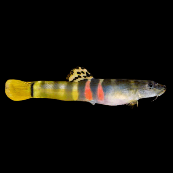 Orange Saddled Loach Schistura Balteata 5cm - Real Aquatics