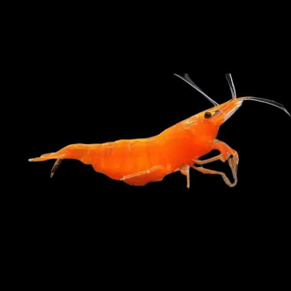 Orange Shrimp Neocaridina 2cm - Real Aquatics