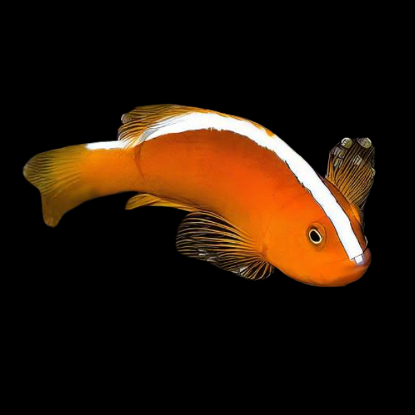 Orange Skunk Clownfish Amphiprion Sandaracinos - Real Aquatics