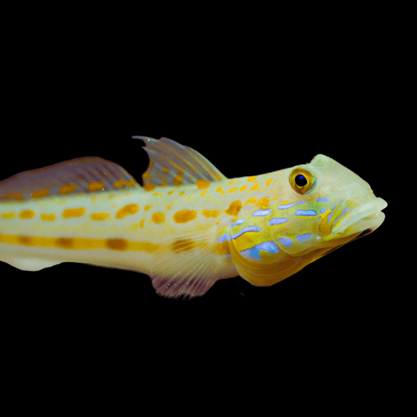 Orange Spot Goby Valenciennea Puellaris - Real Aquatics