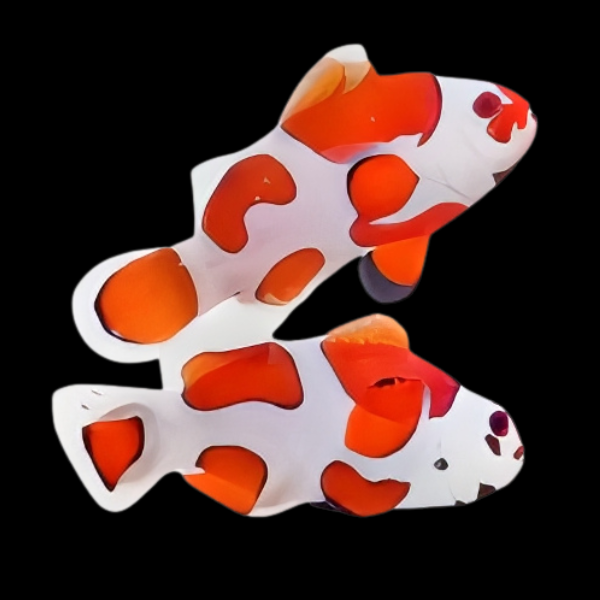 Orange Storm Clownfish Amphiprion Ocellaris Pair - Real Aquatics