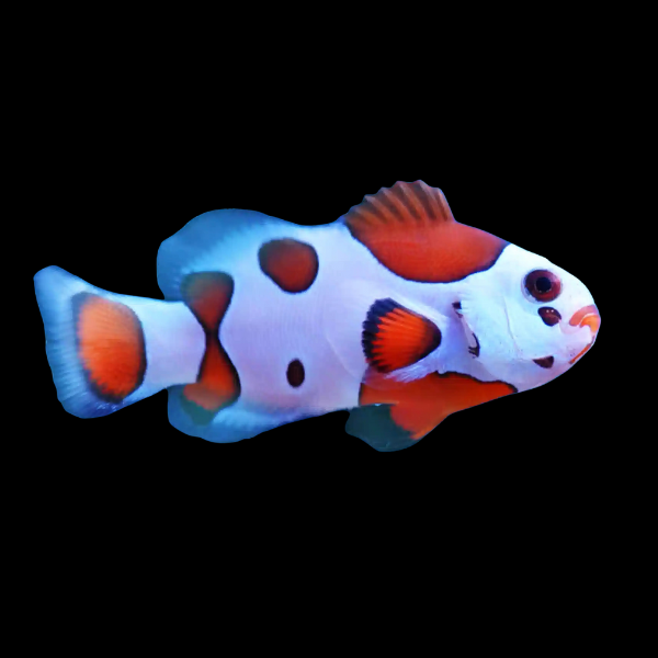 Orange Storm Clownfish Amphiprion Ocellaris - Real Aquatics