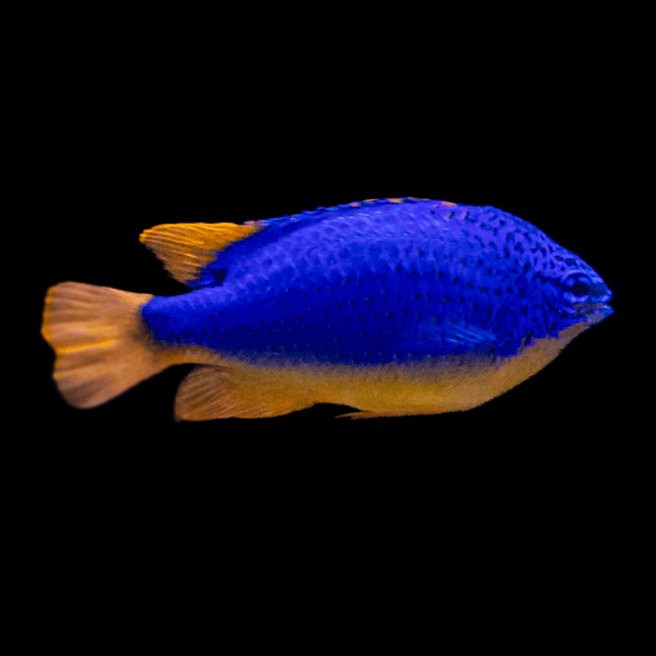 Orange Tail Blue Damsel Chromis Chrysiptera Parasema - Real Aquatics