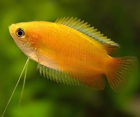 Orange Thick Lip Gourami Trichogaster Labiosa 5cm - Real Aquatics