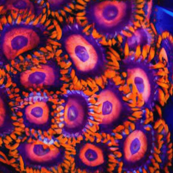 Orange Zoa Soft Coral Frag Zoanthus Sp - Real Aquatics