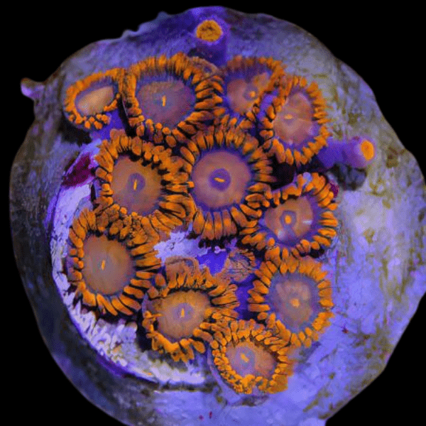 Orange Zoa Soft Coral Frag Zoanthus Sp - Real Aquatics