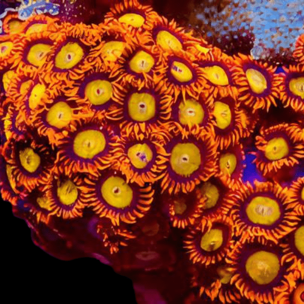 Orange Zoa Soft Coral Frag Zoanthus Sp - Real Aquatics
