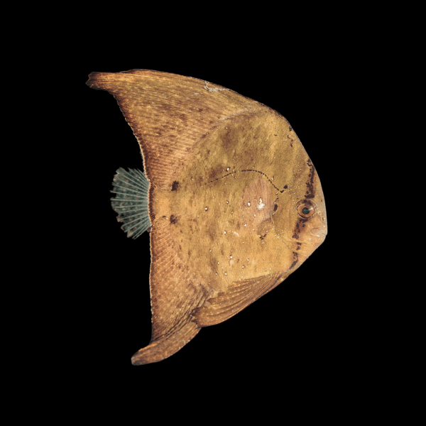 Orbicular Batfish Platax Orbicularis - Real Aquatics