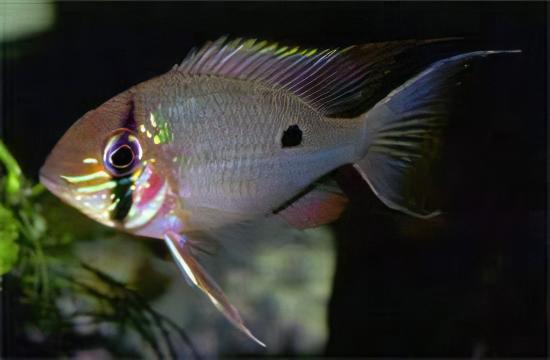 Orinoco Eartheater Cichlid Biotodoma Wavrini 5cm - Real Aquatics