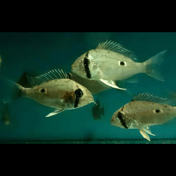 Orinoco Eartheater Cichlid Biotodoma Wavrini 5cm - Real Aquatics