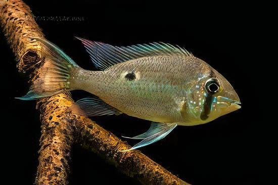 Orinoco Eartheater Cichlid Biotodoma Wavrini 5cm - Real Aquatics