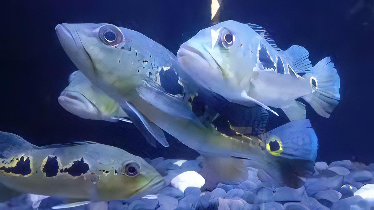 Assorted Peacock Bass - Cichla 5cm - Real Aquatics