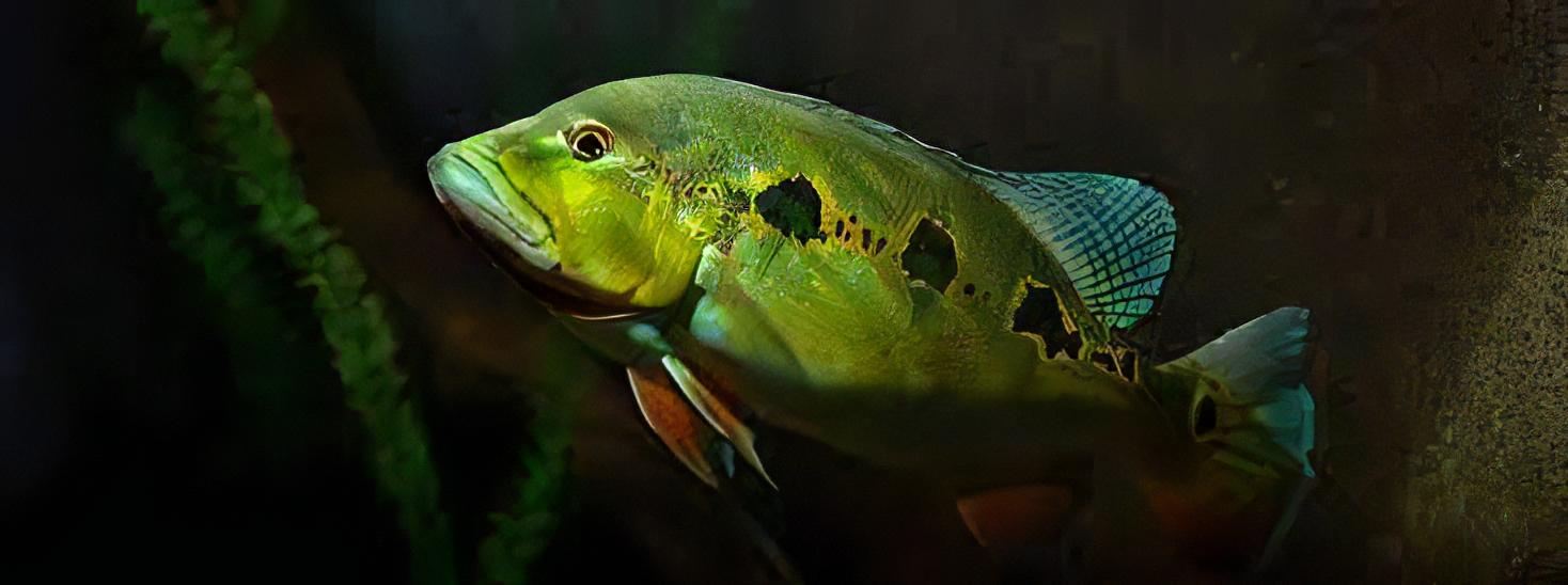 Orinico Peacock Bass - Real Aquatics