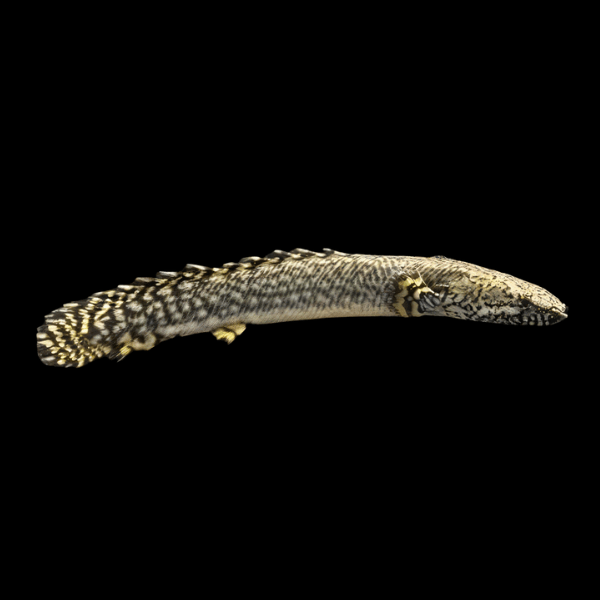 Ornate Bichir Polypterus Ornatipinnis 10cm - Real Aquatics