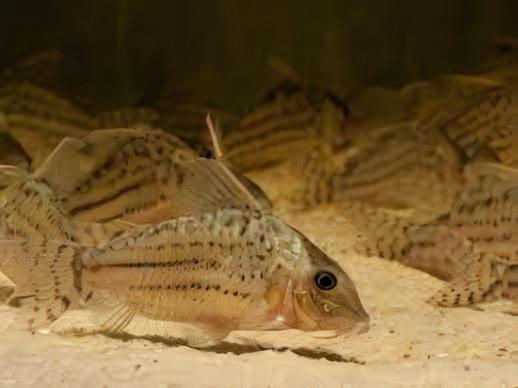 Ornate Corydoras Ornatus 4cm Catfish - Real Aquatics