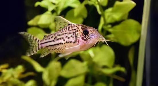 Ornate Corydoras Ornatus 4cm Catfish - Real Aquatics