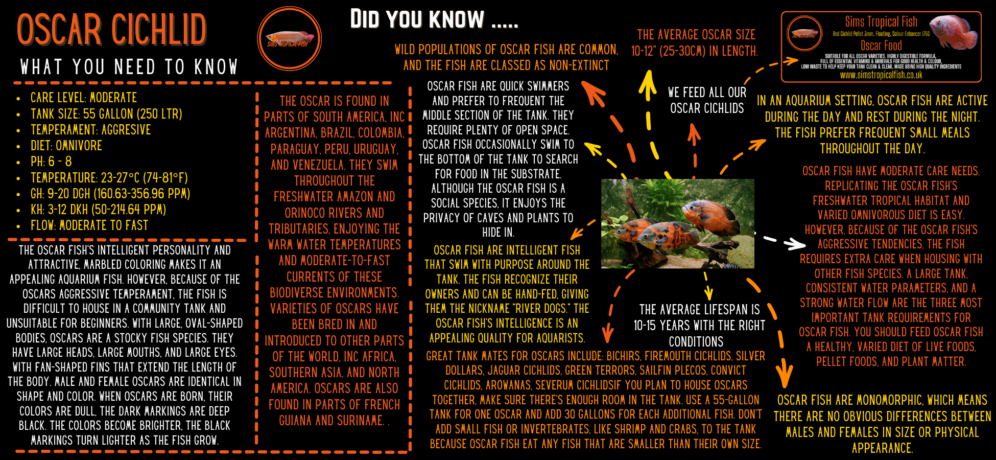 Super Yellow Oscar High Grade Astronotus Ocellatus 12cm - Real Aquatics