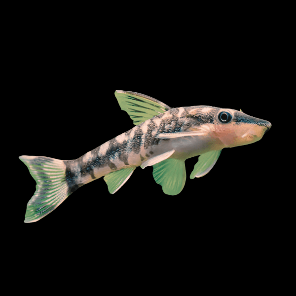 Otocinclus Dwarf Sucker Catfish Macrotocinclus Affinis 2cm - Real Aquatics