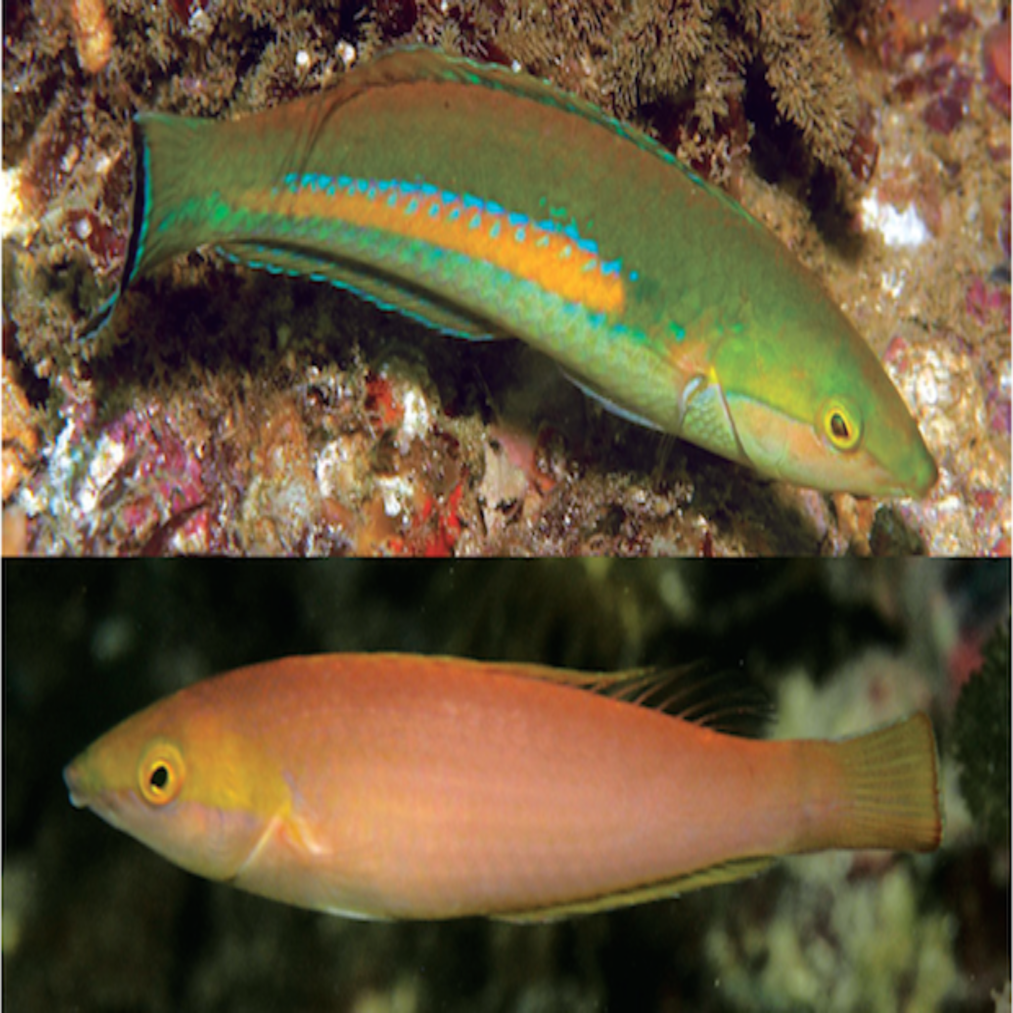 Pencil Wrasse (Pseudojuloides sp.)