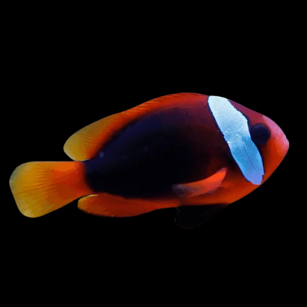 Pacific Fire Red Clownfish Amphiprion Melanopus - Real Aquatics